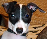 Luigi, About Time Italian Greyhound Puppy!